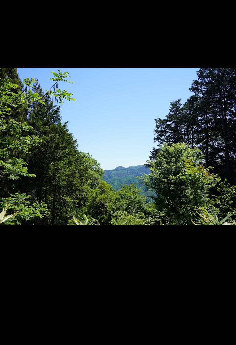 Mountain forest